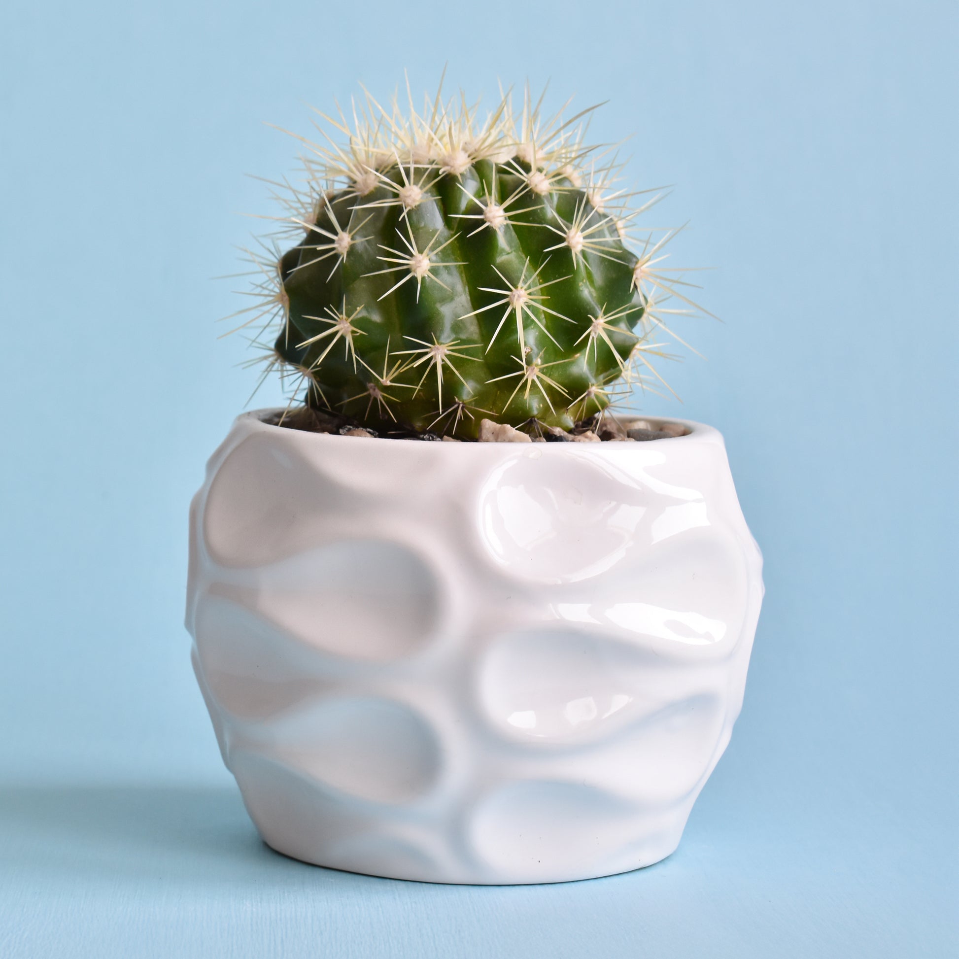 Schwiegermutterstuhl Echinocactus grusonii - Cactus Echinocactus grusonii - Bakker