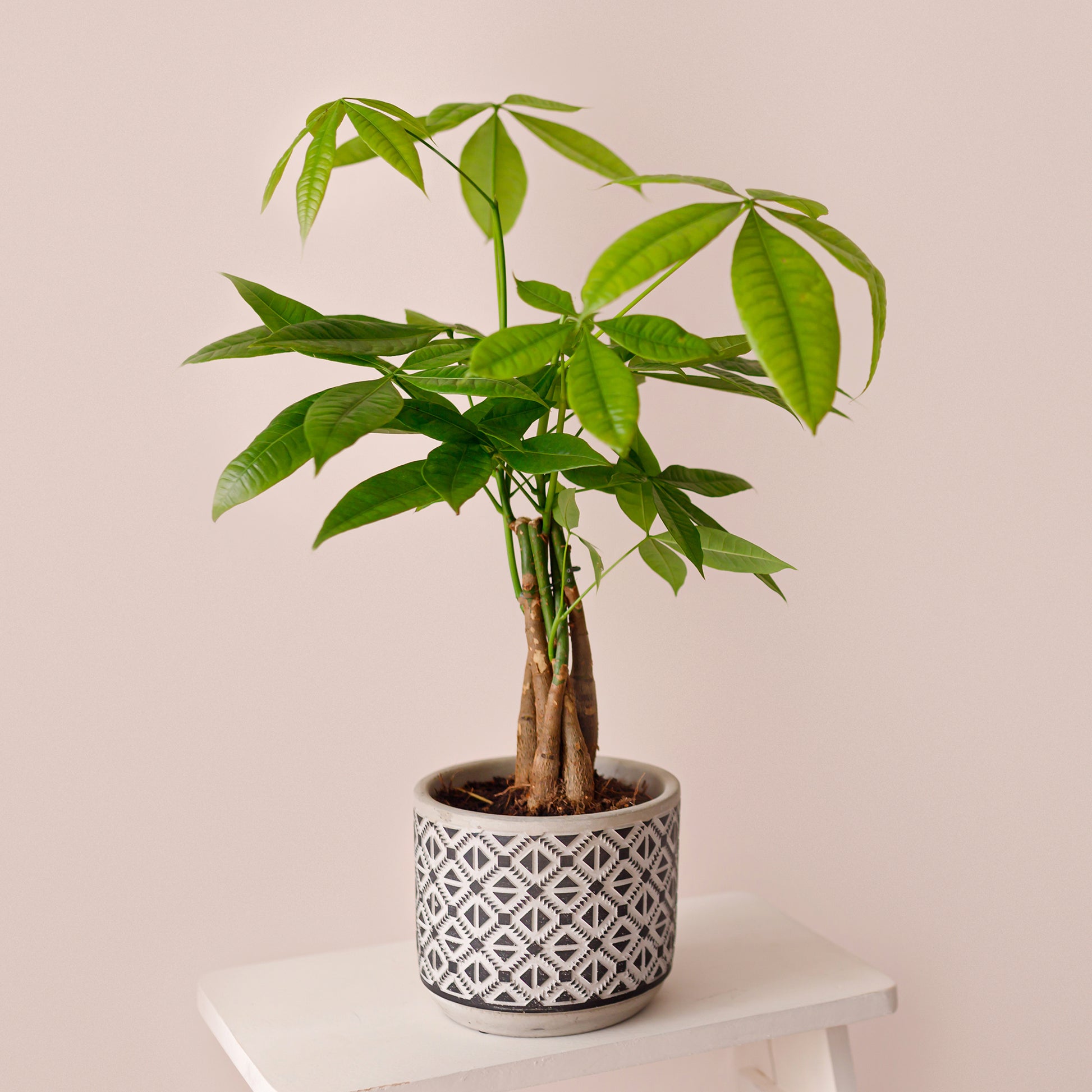 Glückskastanie Pachira aquatica geflochtener Stamm - Pachira aquatica - Bakker