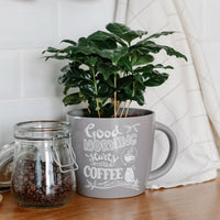 Coffea arabica - Kaffeepflanze Coffea - Grüne Zimmerpflanzen