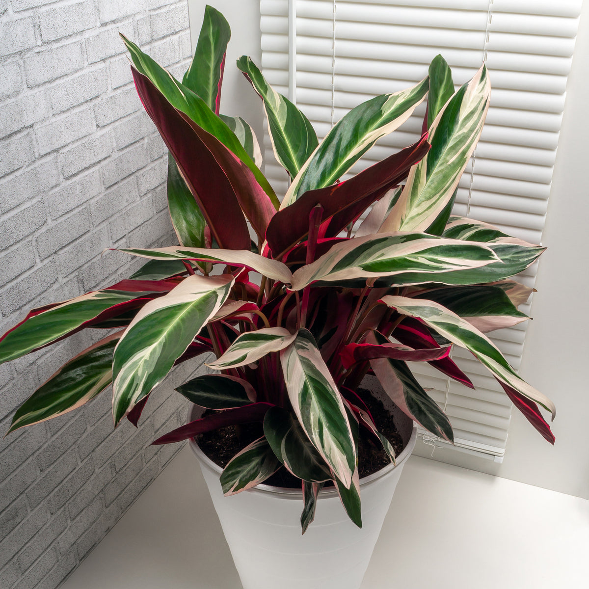 Stromanthe 'Triostar'