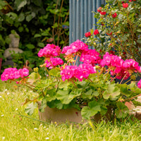 Stehende Geranie rosa - Pelargonium zonale - Bakker