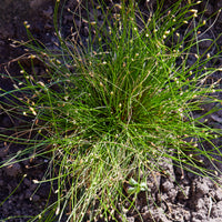 Gebogene Scirpe Faseroptisches Gras - Bakker