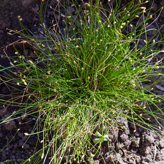 Gebogene Scirpe Faseroptisches Gras - Bakker