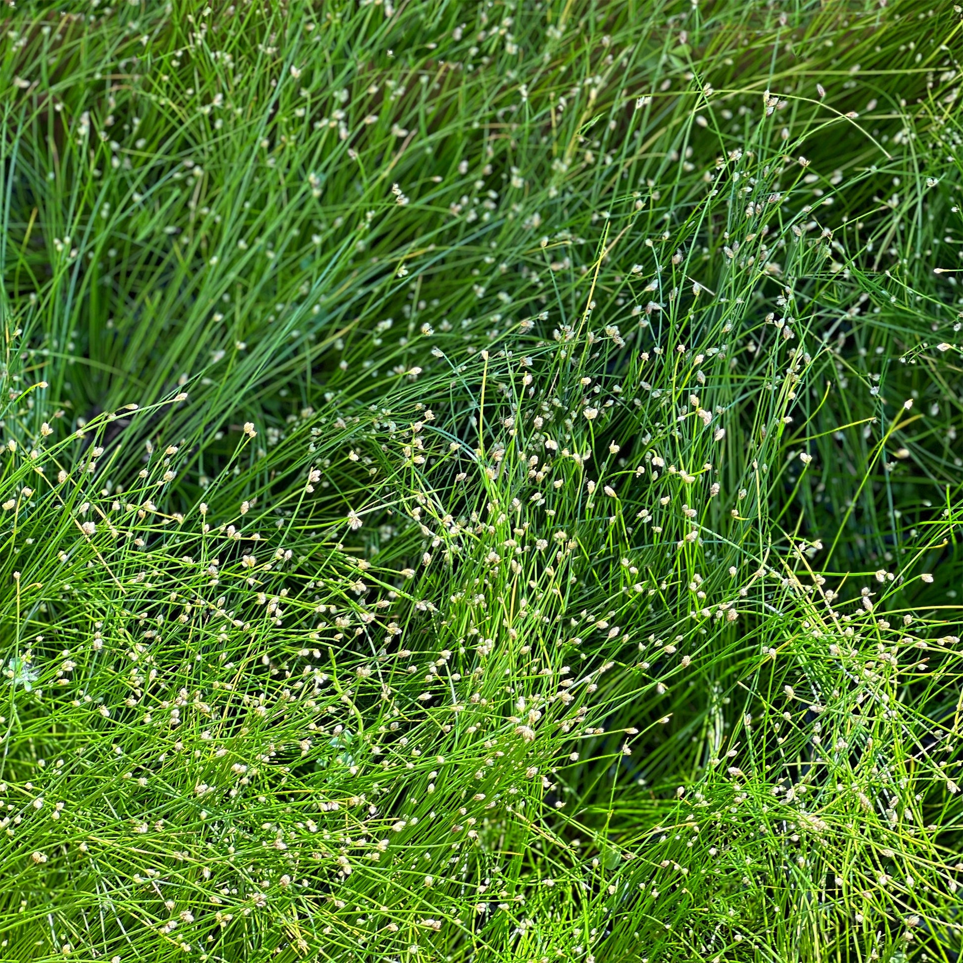 Gebogene Scirpe Faseroptisches Gras - Isolepis cernua - Bakker