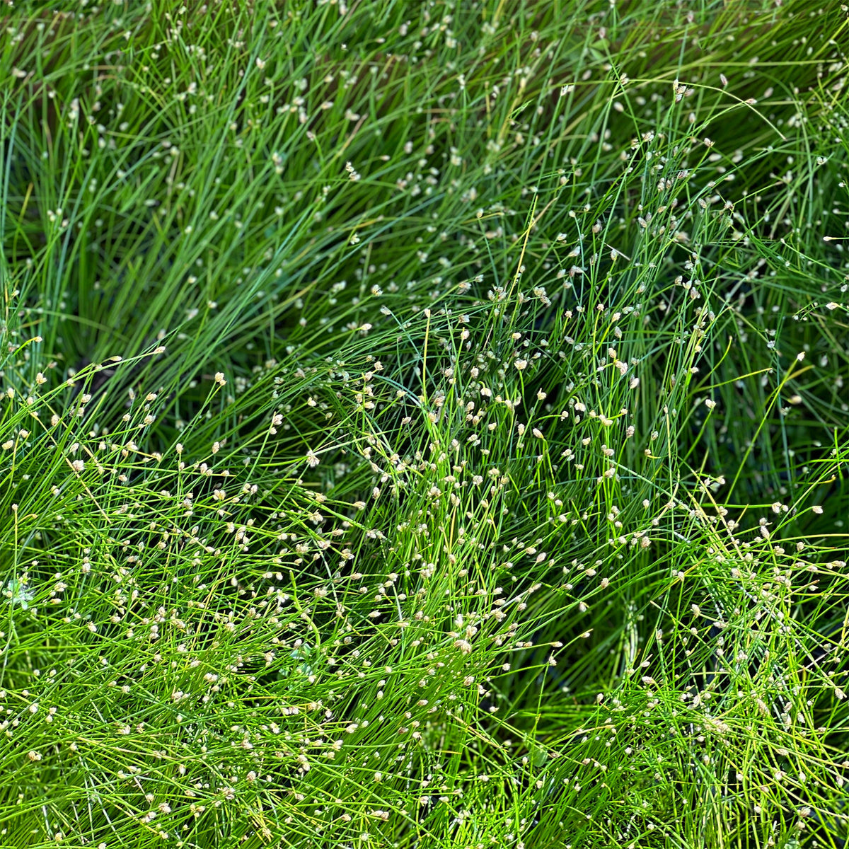 Lichtgras - Isolepis cernua - Bakker