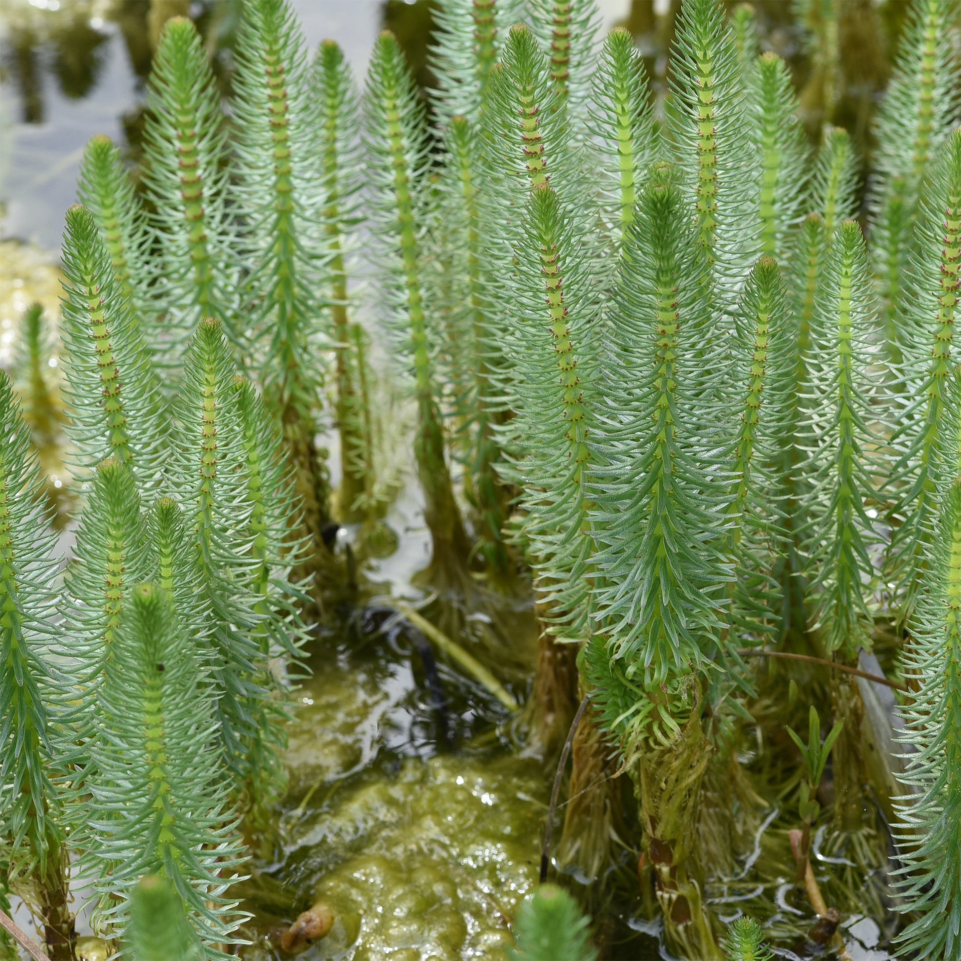 Verkauf Tannenwedel - Hippuris vulgaris