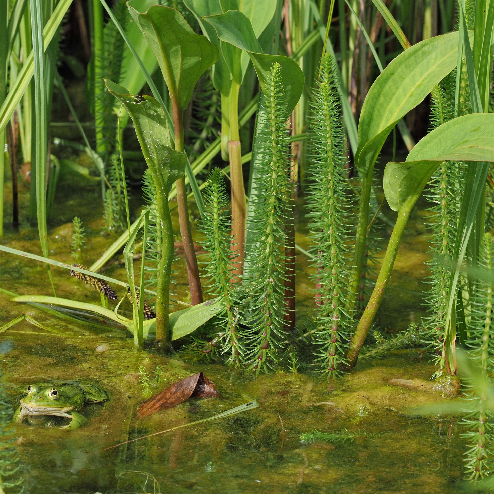 Hippuris vulgaris - Tannenwedel - Alle Teichpflanzen