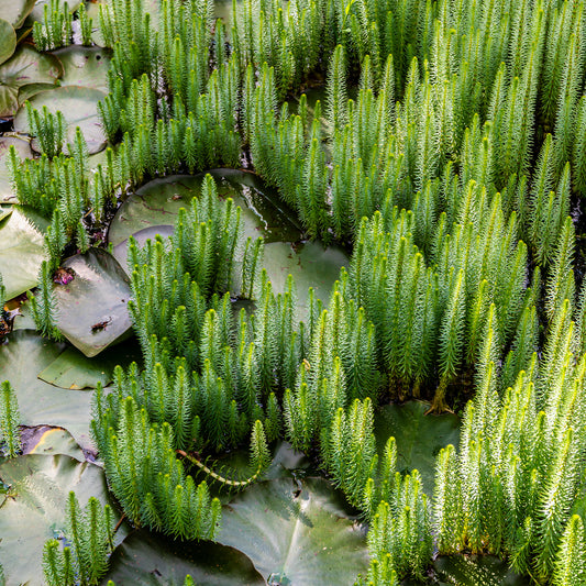 Tannenwedel - Bakker