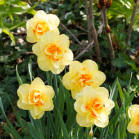 Narcissus - Doppelblütige Narzissen Mischung 'Double Flowers' - Narzissen-Zwiebeln