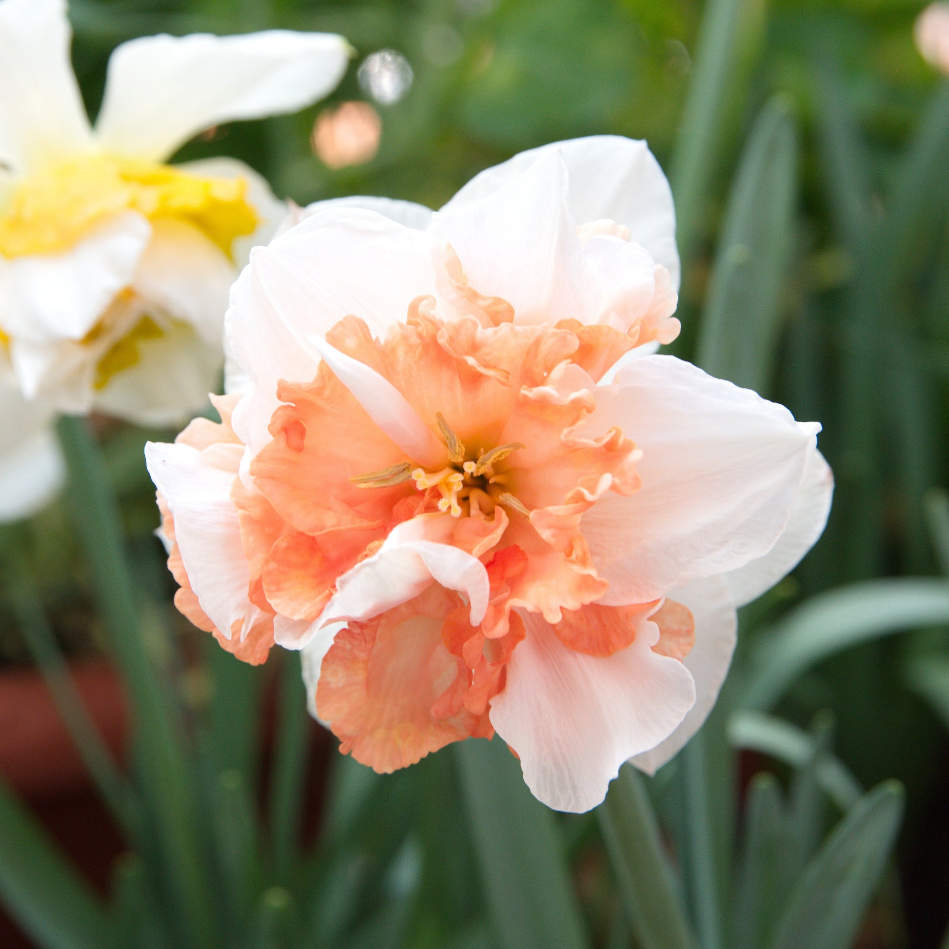 Doppelblütige Narzissen Mischung 'Double Flowers' - Narcissus - Blumenzwiebeln