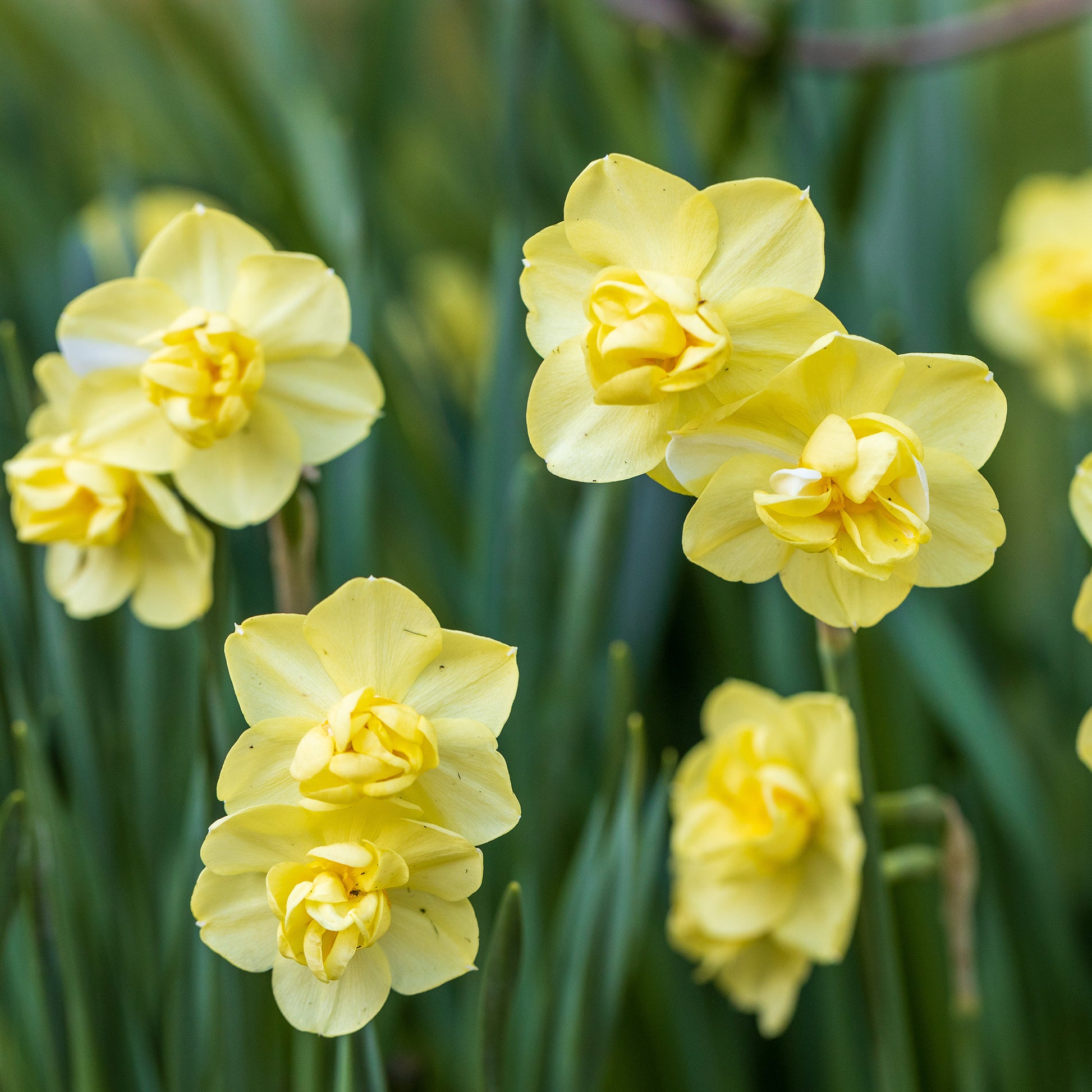 Doppelblütige Narzissen Mischung 'Double Flowers' - Narcissus - Blumenzwiebeln