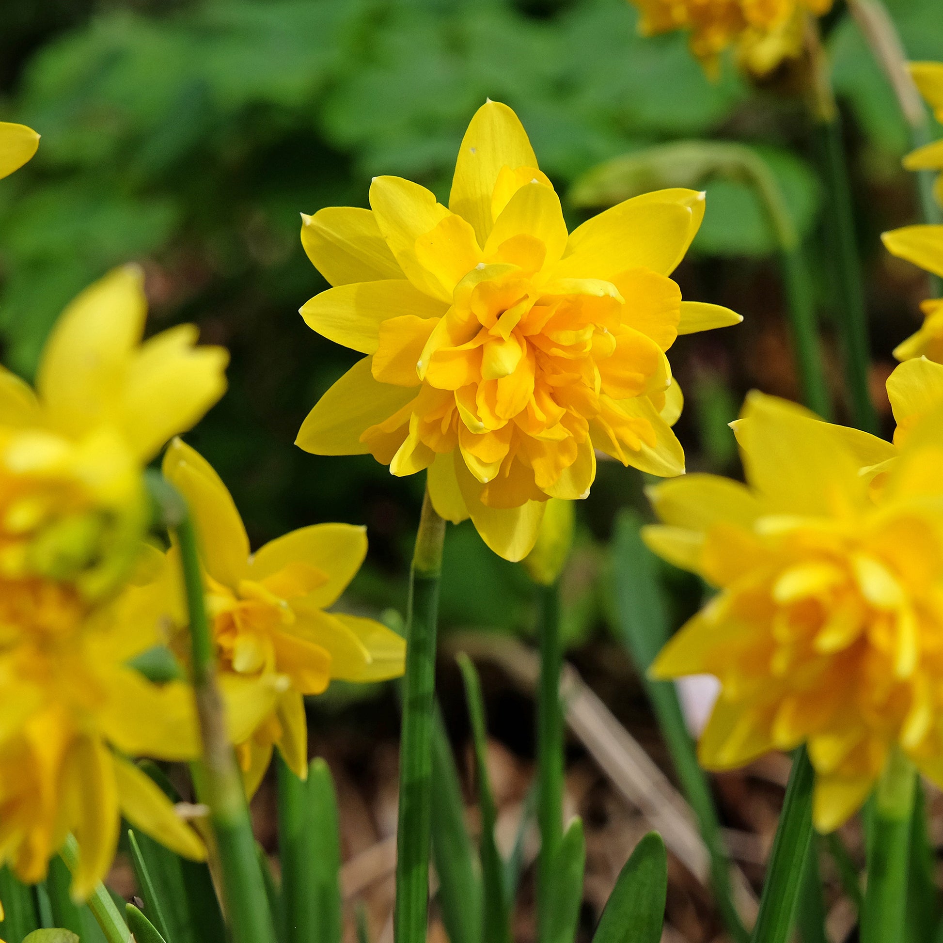 Doppelblütige Narzissen Mischung 'Double Flowers' - Narcissus - Blumenzwiebeln