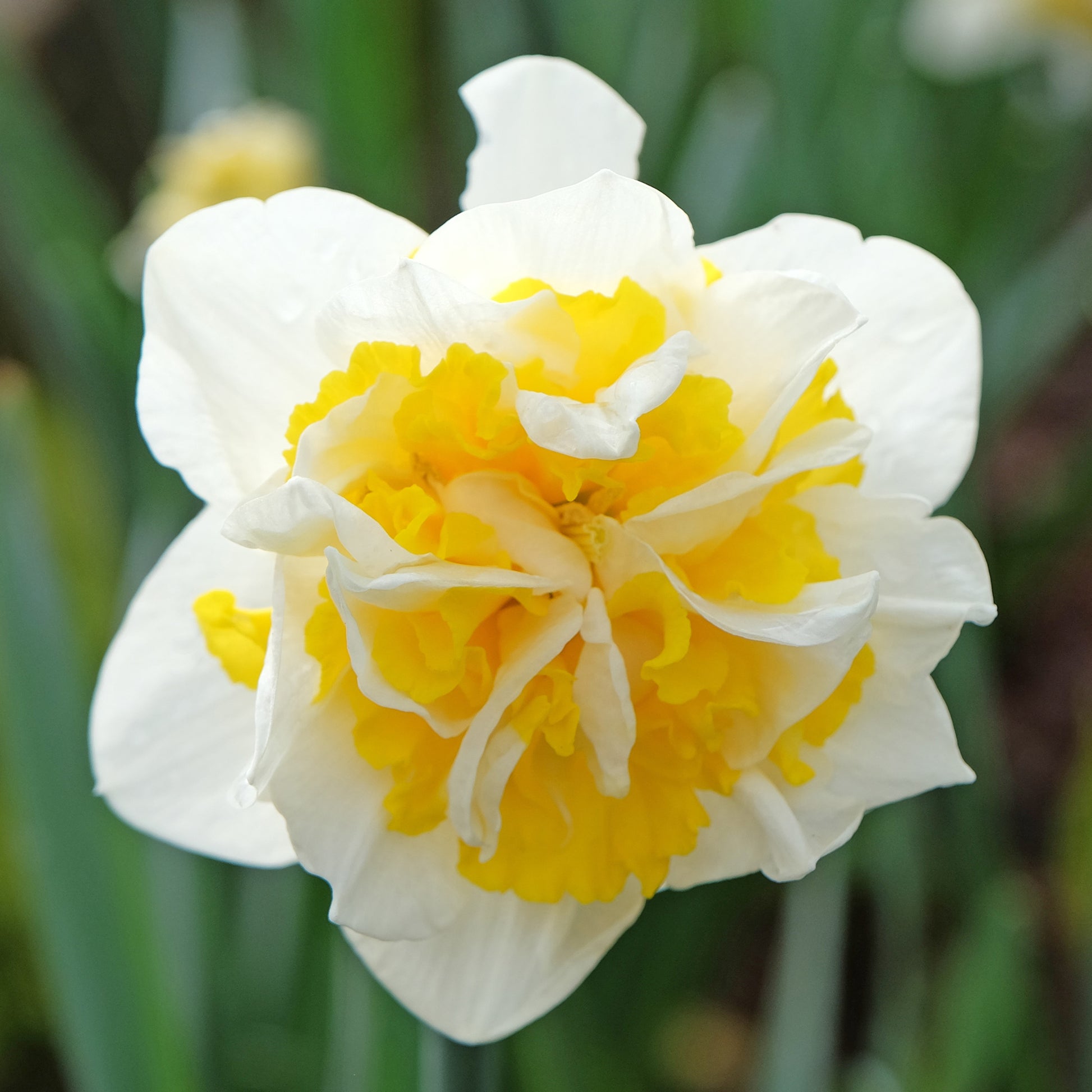 Doppelblütige Narzissen Mischung 'Double Flowers' - Narcissus - Blumenzwiebeln