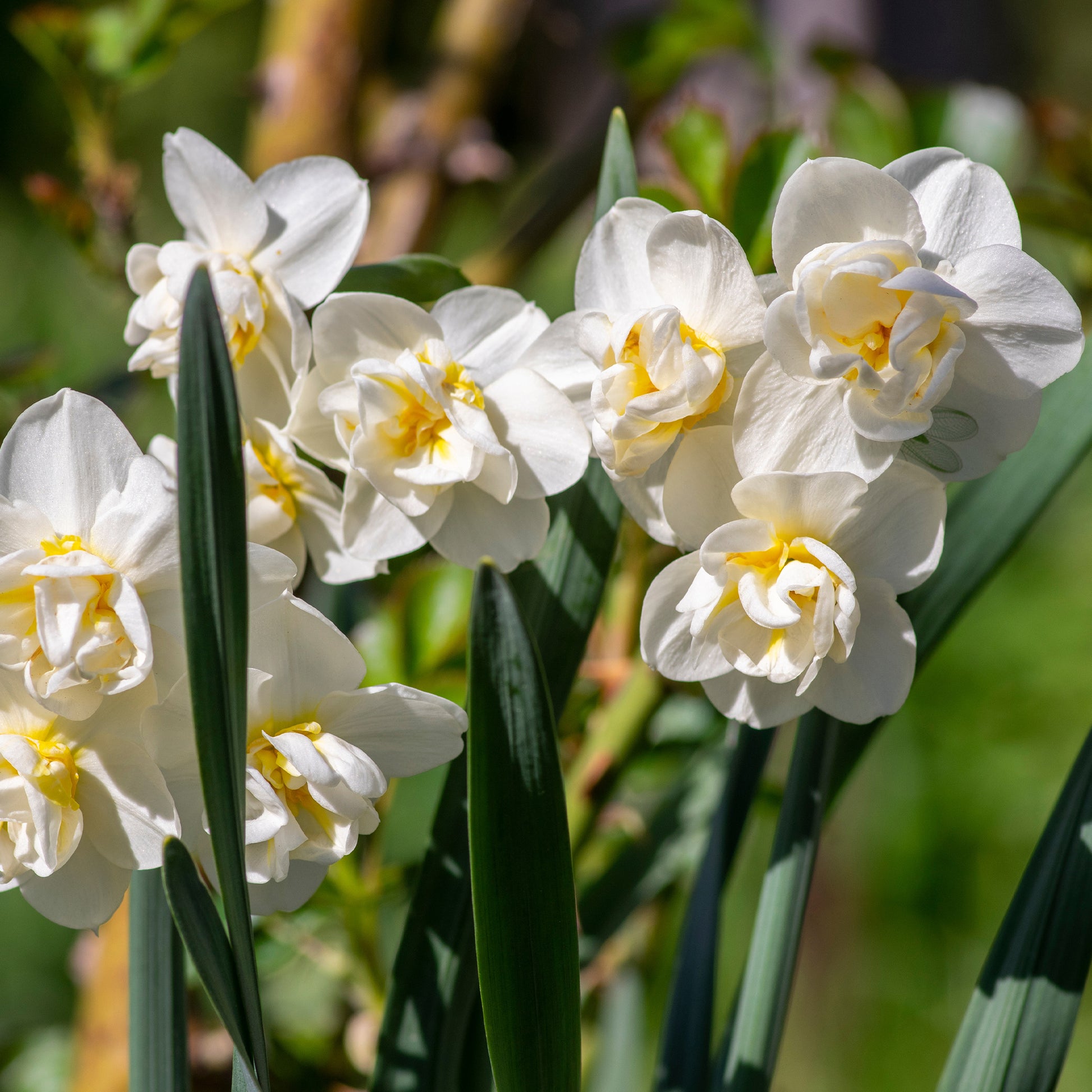 Doppelblütige Narzissen Mischung 'Double Flowers' - Narcissus - Blumenzwiebeln