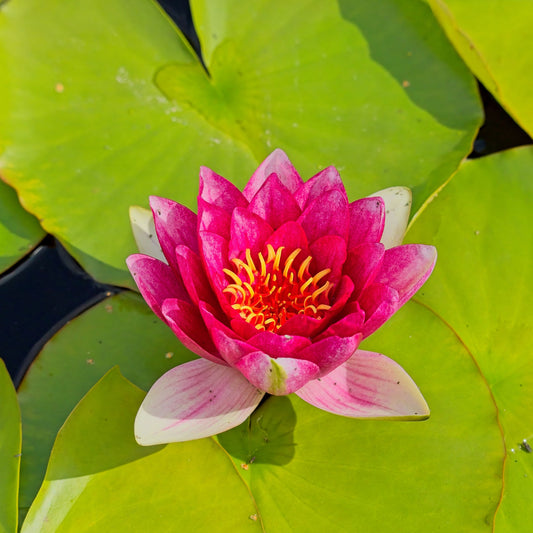 Seerose Attraktion - Bakker