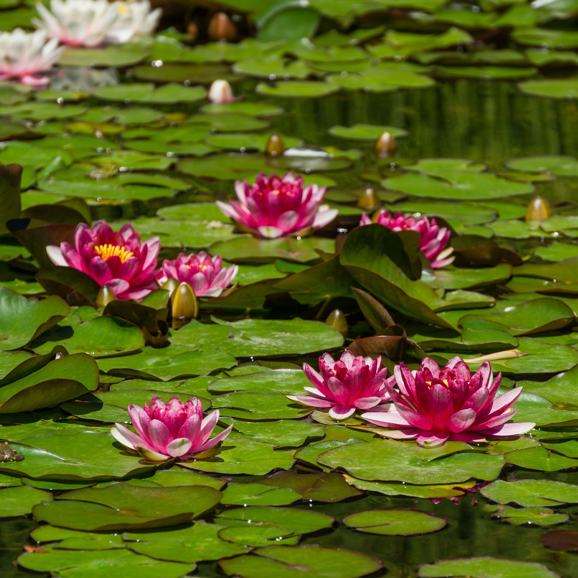 Seerose Attraktion - Nymphaea 'Attraction' - Bakker