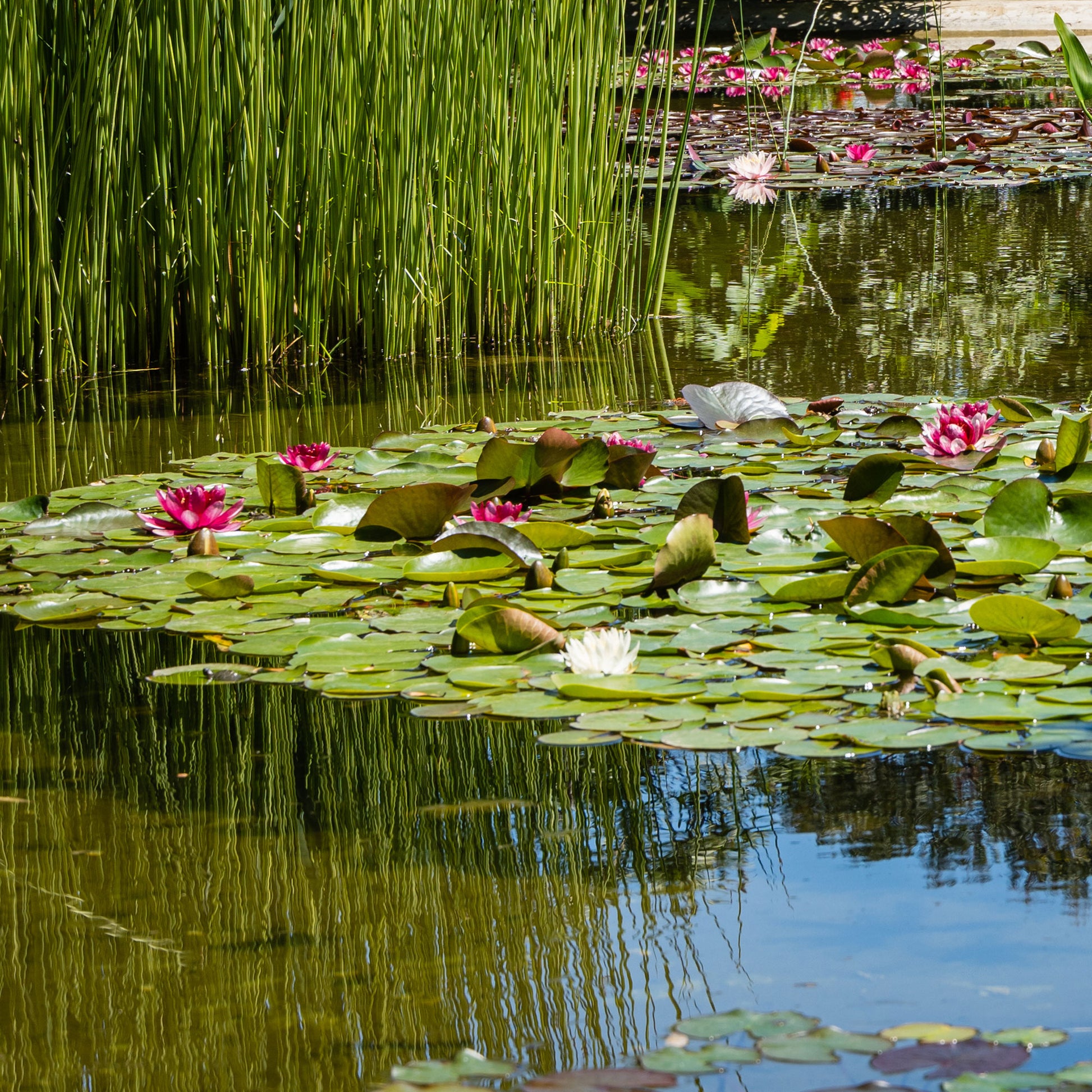 Seerosen - Seerose Attraktion - Nymphaea 'Attraction'
