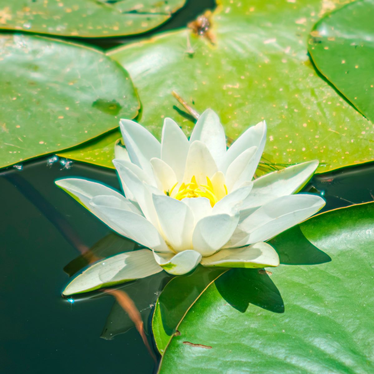 Seerose 'Marliacea Albida'