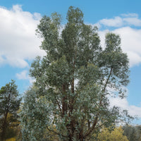 Eukalyptus - Eucalyptus gunnii - Bakker