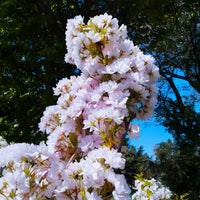 Verkauf Säulenkirsche 'Amanogawa' - Prunus serrulata amanogawa