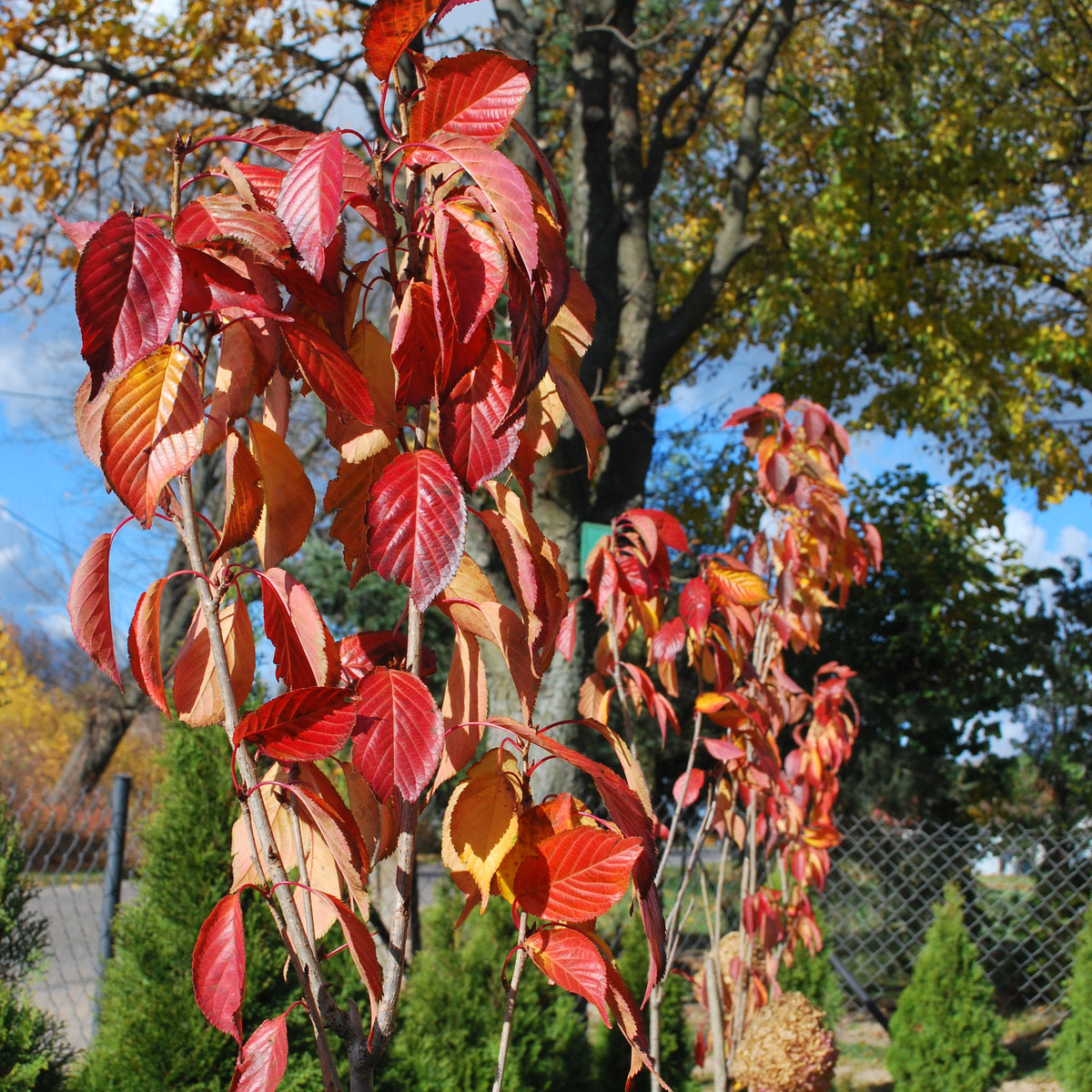 Japanische Kirschbäume - Prunus - Säulenkirsche 'Amanogawa' - Prunus serrulata amanogawa