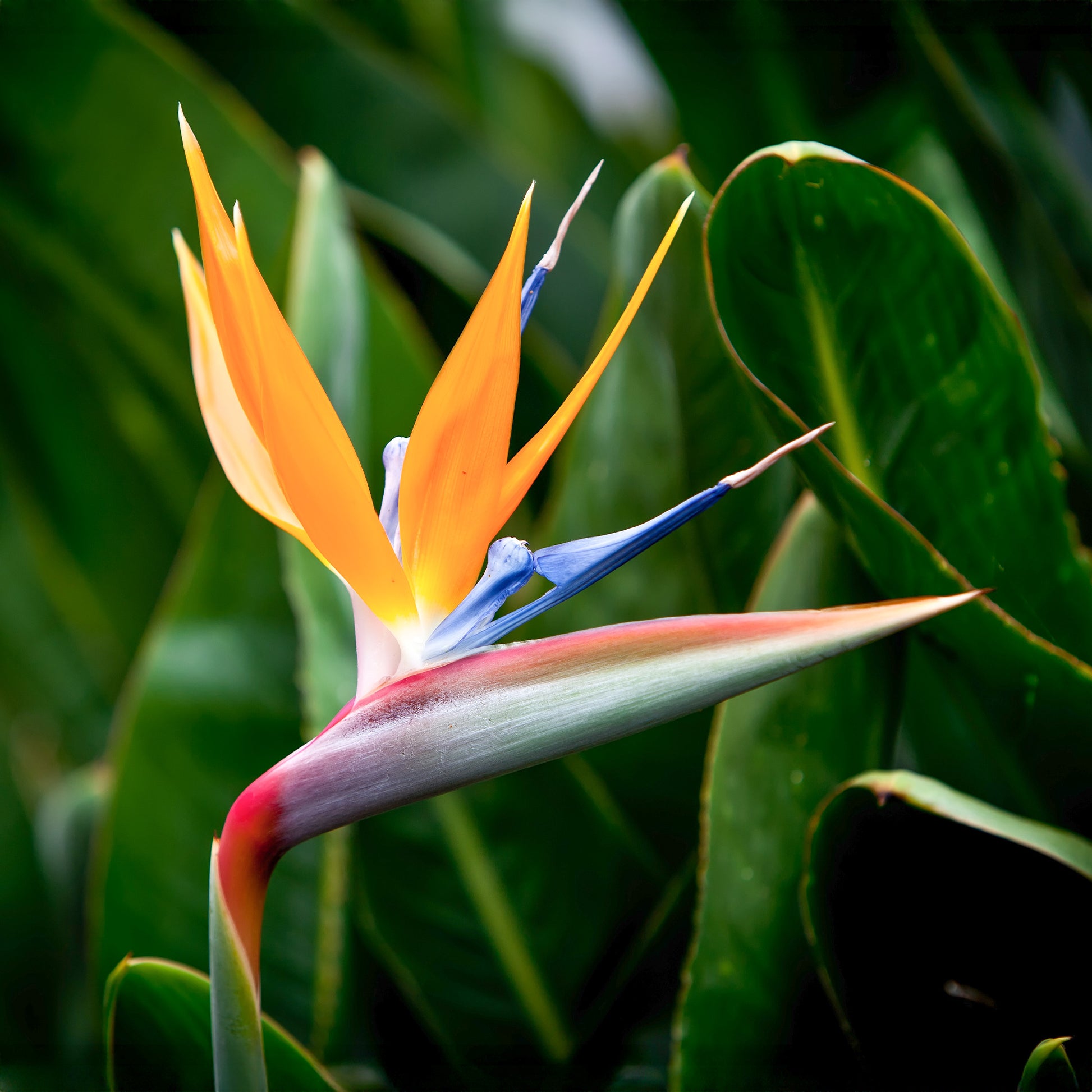 Paradiesvogelblume Strelitzie - Strelitzia - Bakker