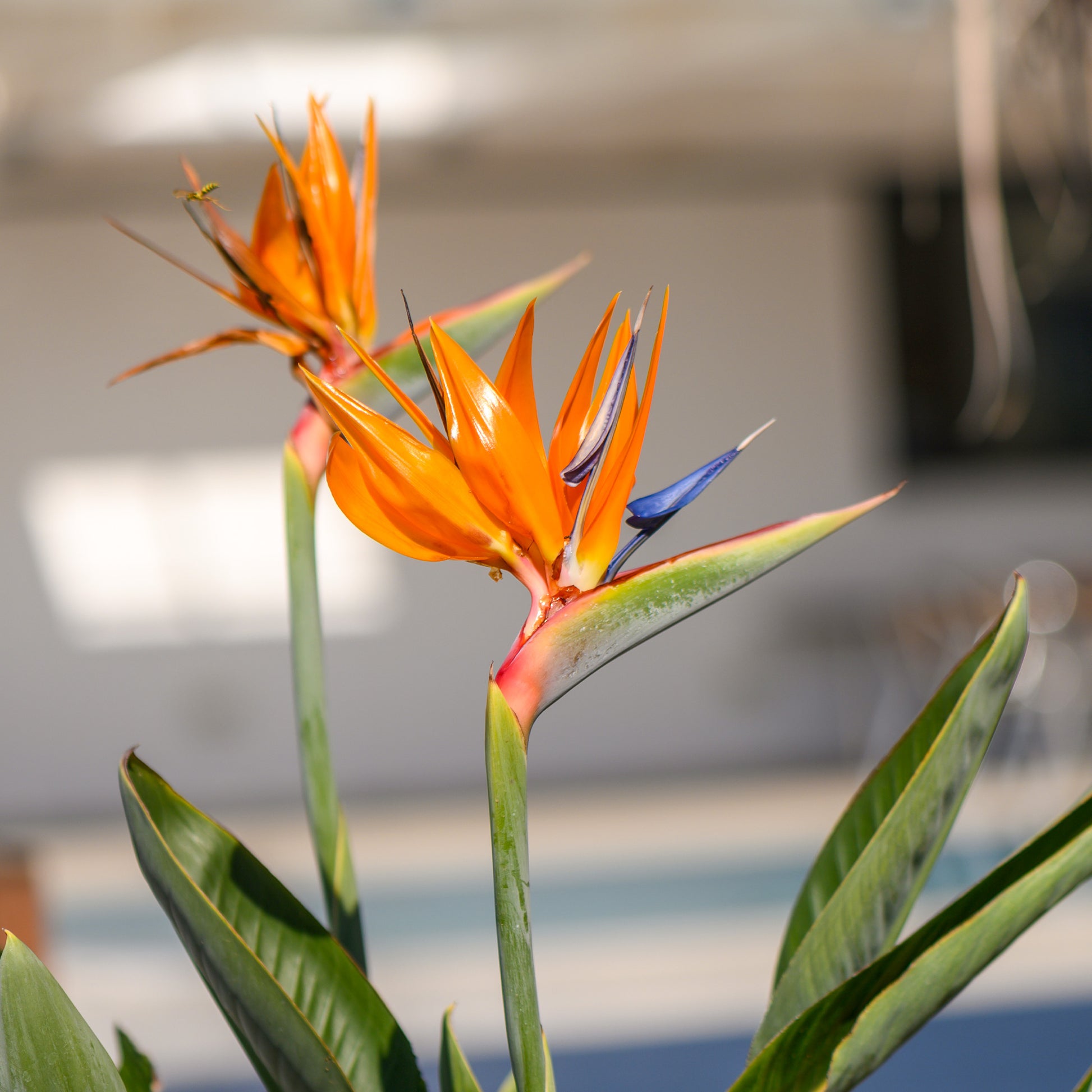 Strelitzia reginae humilis - Paradiesvogelblume Strelitzie - Strelitzia