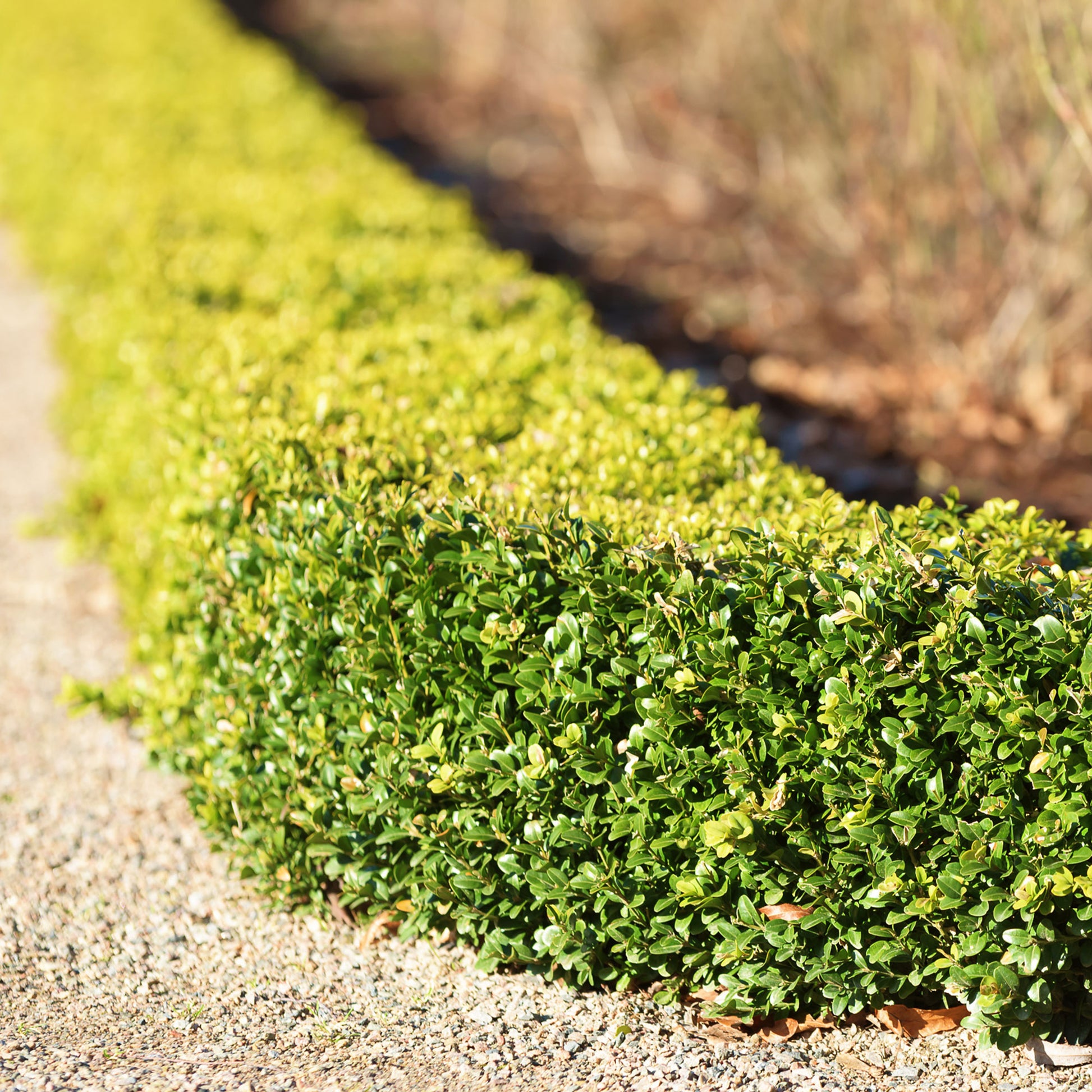 Buchsbaum - Buxus sempervirens - Bakker