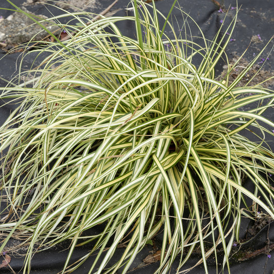 Segge 'Evergold' - Bakker