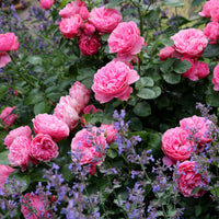 Rose 'Leonardo da Vinci' - Rosa floribunda Leonardo Da Vinci ® Meideauri - Bakker