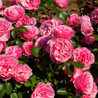 Rose 'Leonardo da Vinci' - Rosen - Nackte Wurzeln - Bakker