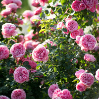 Verkauf Rose 'Leonardo da Vinci'
