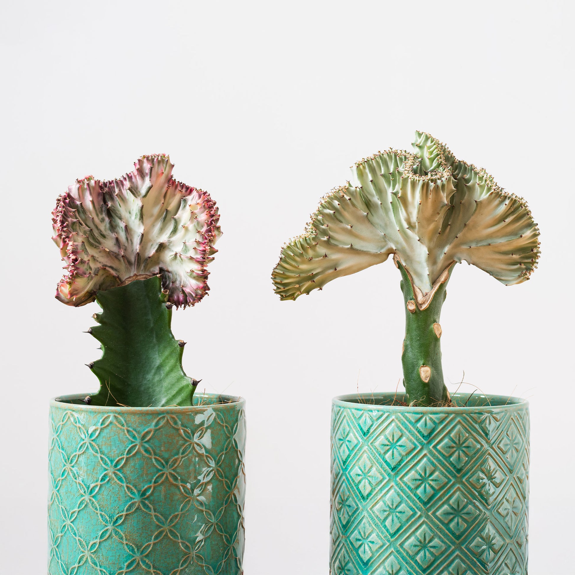 Korallen-Wolfsmilch 'Cristata' - Euphorbia lactea Cristata - Bakker