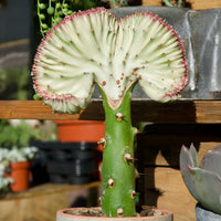 Euphorbia lactea Cristata - Korallen-Wolfsmilch 'Cristata' - Kaktus und fette Pflanze