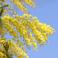 Silber-Akazie - Acacia dealbata - Bakker