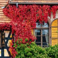 Selbstkletternde Jungfernrebe 'Engelmannii' - Parthenocissus quinquefolia 'engelmannii' - Bakker