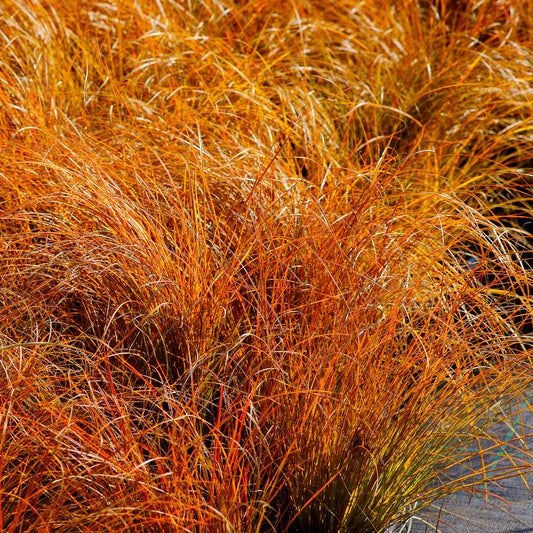 Rote Garten-Segge 'Prairie Fire' - Bakker