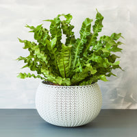 Nestfarn 'Crispy Wave' - Asplenium nidus crispy wave - Bakker