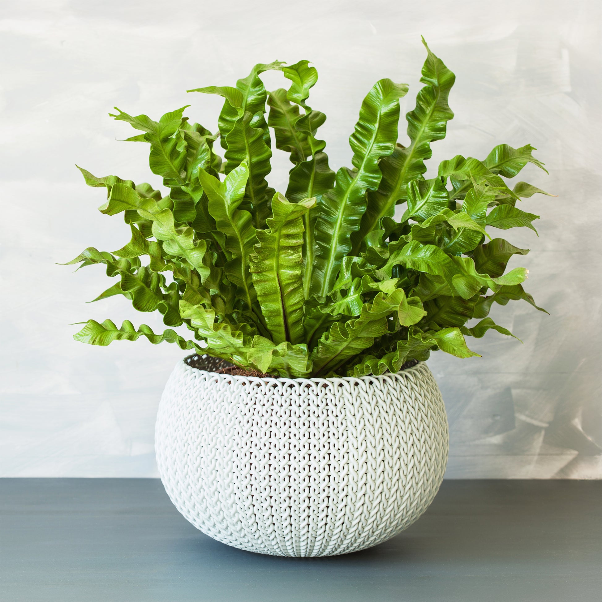 Nestfarn 'Crispy Wave' - Asplenium nidus crispy wave - Bakker