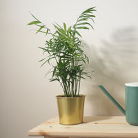 Verkauf Bergpalme - Chamaedorea elegans