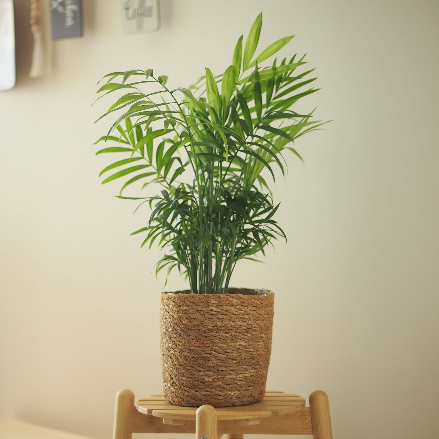 Chamaedorea elegans - Bergpalme