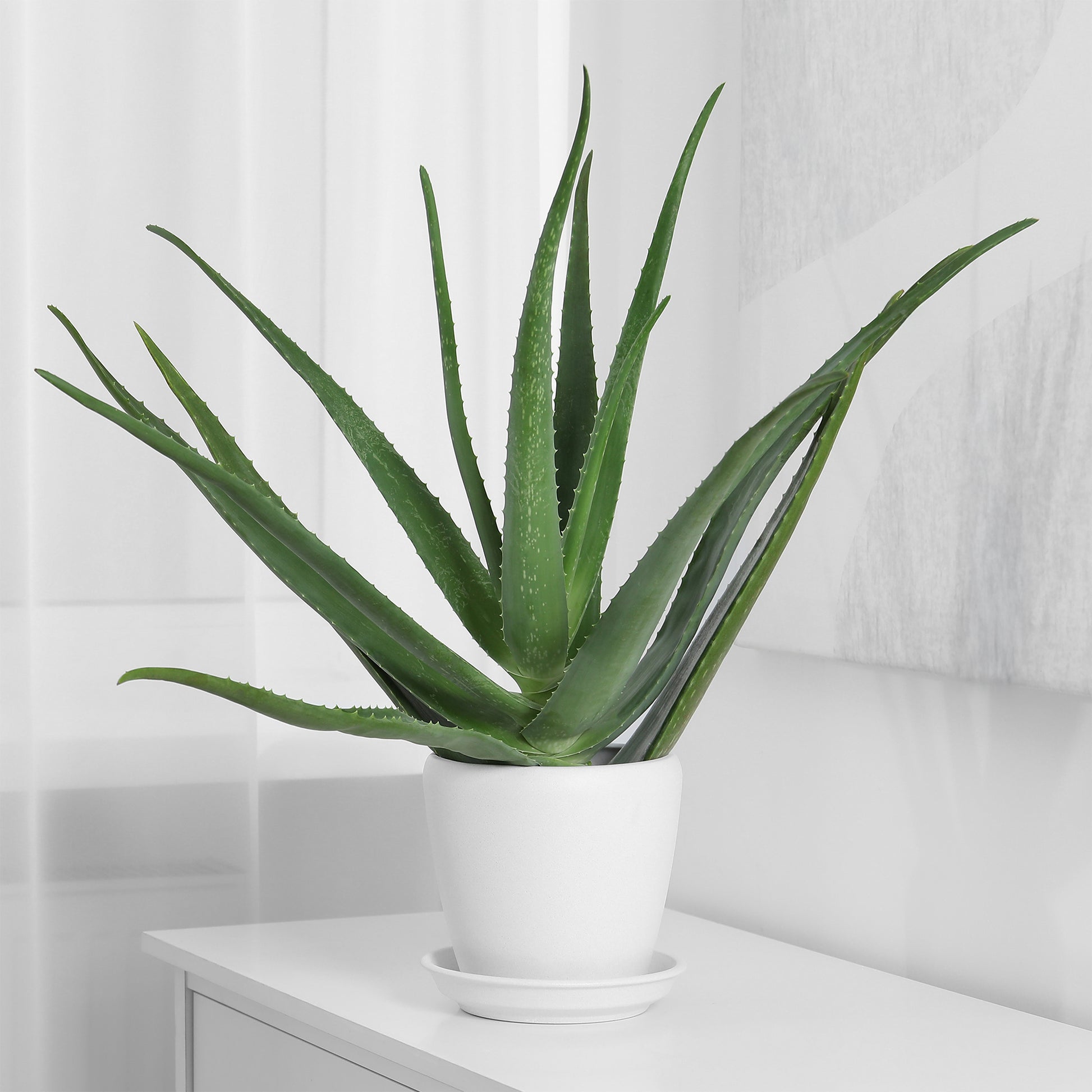 Aloe vera - Aloe vera