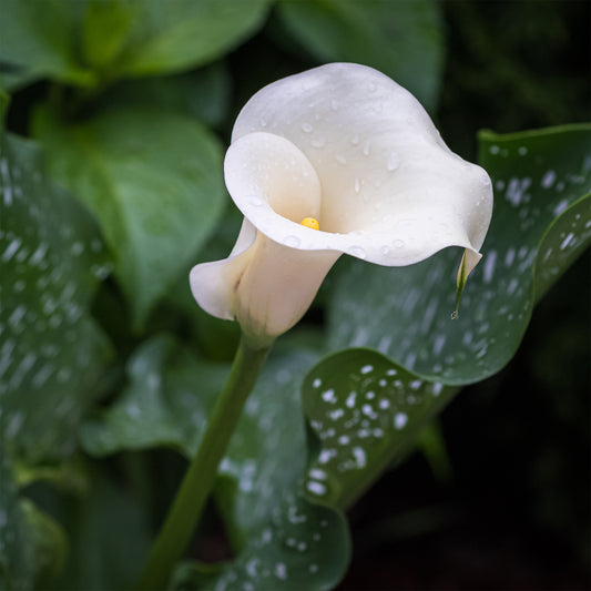 Gefleckte Calla (x2) - Bakker