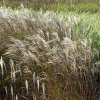 Miscanthus sinensis Adagio - Zwerg-Chinaschilf 'Adagio' - Miscanthus - Miscanthus