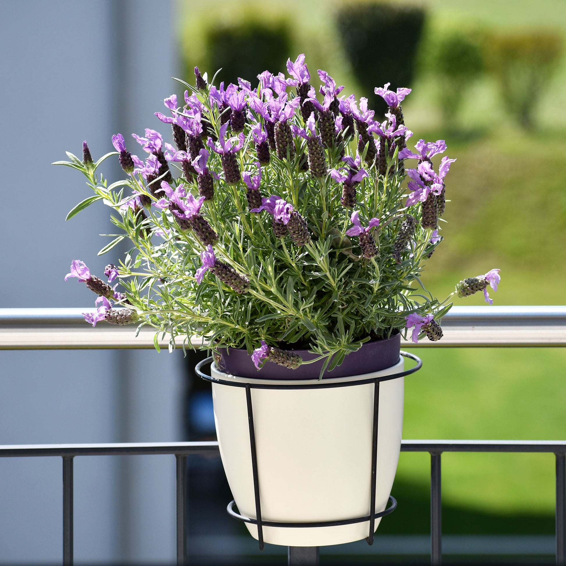 Lavandula stoechas 'anouk' - Lavendel 'Anouk' - Lavendel