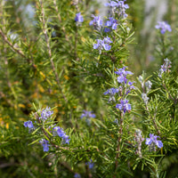 Verkauf Rosmarin - Rosmarinus officinalis