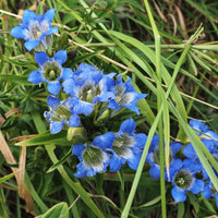 Gentiana sino-ornata - Herbst-Enzian - Blühende Stauden