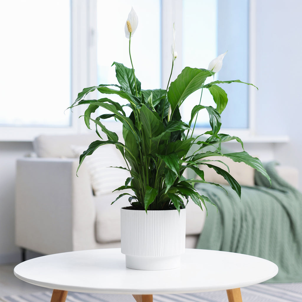 Einblatt Spathiphyllum 'Pearl Cupido' Weiß - Spathiphyllum wallisii 'Pearl  Cupido'
