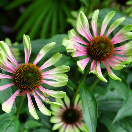 Sonnenhut 'Green Twister - Bakker