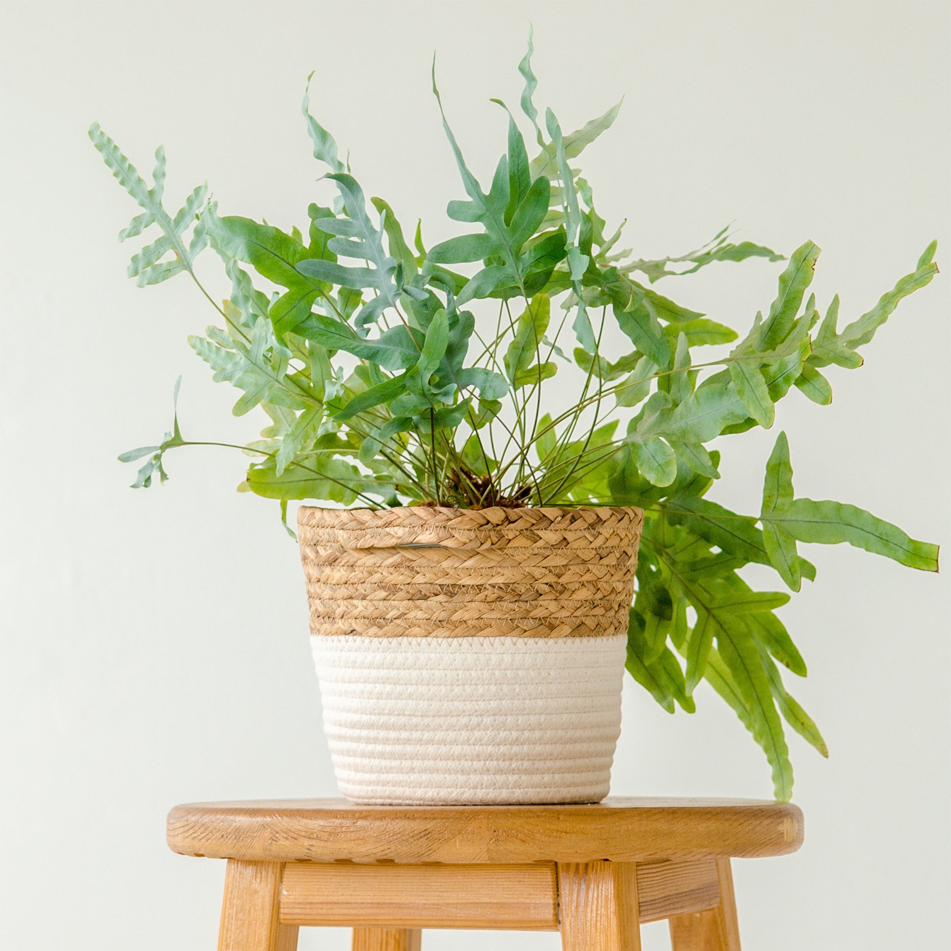 Zimmerpflanzen - Blaufarn 'Blue Star' - Phlebodium blue star